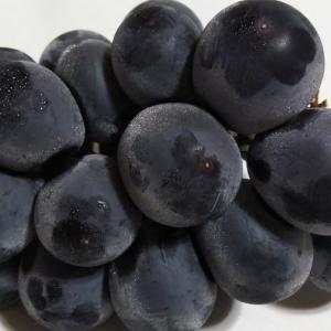 ぶどう 苗木 【BK シードレス [登録品種]...の詳細画像1