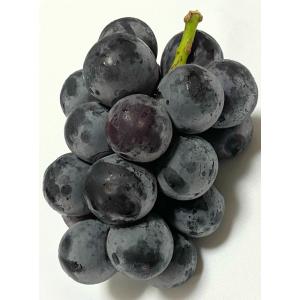 ぶどう 苗木 【BK シードレス [登録品種]...の詳細画像2