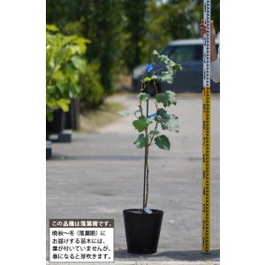 ぶどう 苗木 【BK シードレス [登録品種]...の詳細画像4