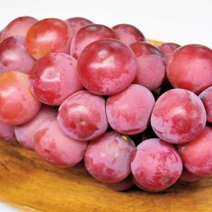 ぶどう 苗木 【クイーンニーナ [登録品種]】...の詳細画像3