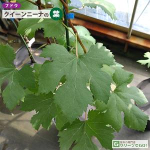 ぶどう 苗木 【クイーンニーナ [登録品種]】...の詳細画像4