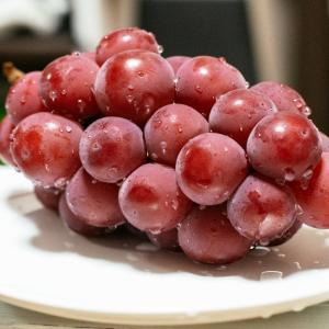 ぶどう 苗木 【悟紅玉(ごこうぎょく) ※旧 ...の詳細画像1
