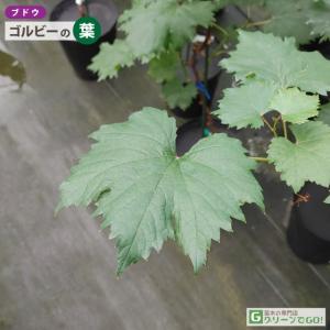 ぶどう 苗木 【悟紅玉(ごこうぎょく) ※旧 ...の詳細画像2