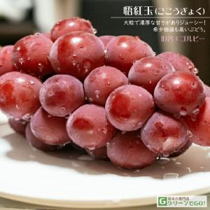 ■優良2年生大苗■ ぶどう 苗木 【悟紅玉（ごこうぎょく） ※旧 ゴルビー】 2年生大苗 挿し木 （自根苗）