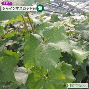 ■優良2年生大苗■ ぶどう 苗木 【シャインマ...の詳細画像5