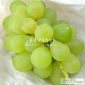 ぶどう 苗木 【ネオマスカット】 1年生 ウイルスフリー 接ぎ木 ポット苗