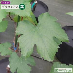 ■優良2年生大苗■ ぶどう 苗木 【デラウェア...の詳細画像4