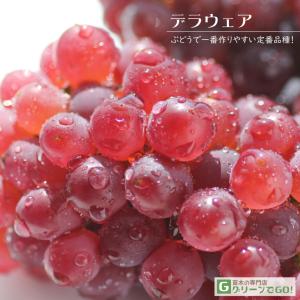 ぶどう 苗木 【デラウェア】 3年生 ウイルスフリー 接ぎ木 約1.3m 大苗