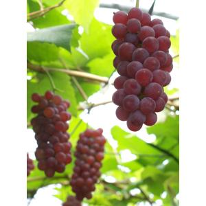 ぶどう 苗木 【デラウェア】 3年生 ウイルス...の詳細画像3