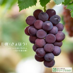 ぶどう 苗木 【天晴（あっぱれ） ［登録品種］】 3年生 ウイルスフリー