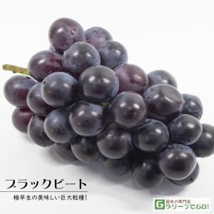 ぶどう 苗木 【天晴（あっぱれ） ［登録品種］】 1年生 ウイルスフリー