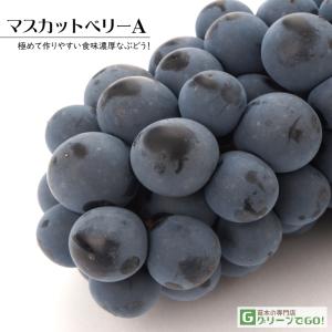 ぶどう 苗木 【マスカットベリーA】 3年生 ウ...の商品画像