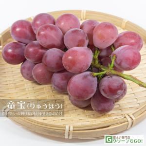 ぶどう 苗木 【雄宝（ゆうほう） ［登録品種］】 3年生 ウイルス