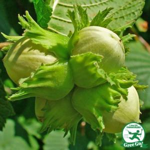 マカダミアナッツ バーモント種 取り木苗 7号スリット鉢植え : 苗木部