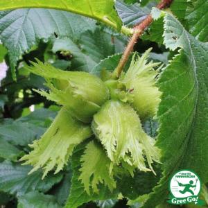 マカダミアナッツ バーモント種 取り木苗 7号スリット鉢植え : 苗木部