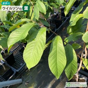 ポポー苗木 【ウイルソン】 接ぎ木苗の詳細画像1