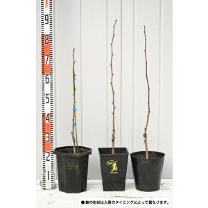 ポポー苗木 【ウイルソン】 接ぎ木苗の詳細画像3