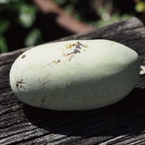 ポポー苗木 【オーバーリース】 3年生 接ぎ木 大苗