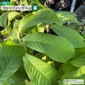 ポポー苗木 【プロリフィックス】 3年生 接ぎ...の詳細画像1