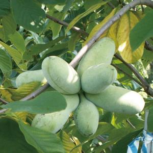 ポポー 苗木 【ビックバナナ】 接ぎ木苗 : 苗木の専門店 グリーンでGO