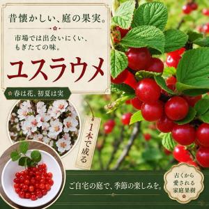 国華園 果樹苗 ユスラウメ 白実 1株 : 花と緑 国華園 - 通販 - Yahoo