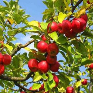 大株リンゴ 大株アルプス乙女 1株 送料込み 果樹苗 国華園 : 花と緑 国