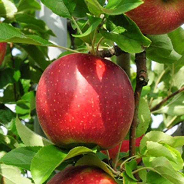 りんご 苗木 【YD（矮性台木） 津軽 （つがる）】 3年生 接ぎ木 約1.3m 大苗