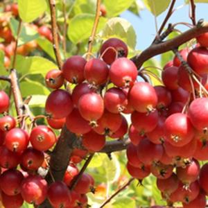 大株リンゴ 大株アルプス乙女 1株 送料込み 果樹苗 国華園 : 花と緑 国