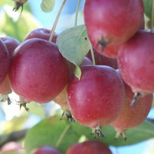 リンゴ 花粉の商品一覧 通販 Yahoo ショッピング