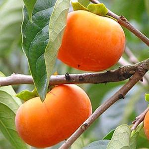 柿 苗木 【完全甘柿 選抜大実富有 （ふゆうがき）】 3年生 接ぎ木 約