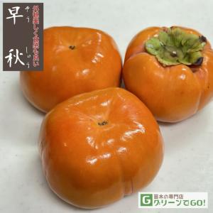 柿 苗木 【完全甘柿 輝太郎 （きたろう） ［登録品種］】3年生 接ぎ木