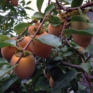 柿 苗木 【完全甘柿 麗玉 (れいぎょく) ［登録品種］】 3年生 接ぎ木