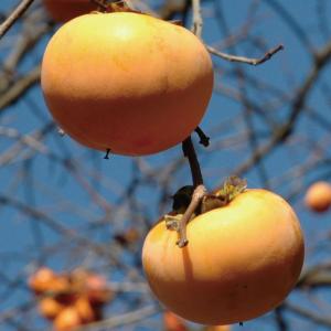 柿 苗木 【完全甘柿 太豊 (たいほう) ［登録品種］】 1年生 接ぎ木