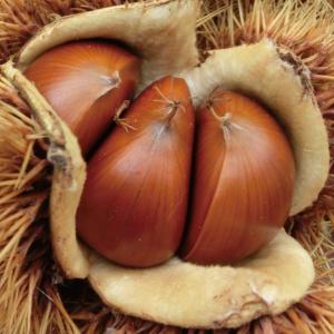 栗 果樹 苗木 大実 天津甘栗 1年生接木苗 4.5号 (直径13.5cm)ポット