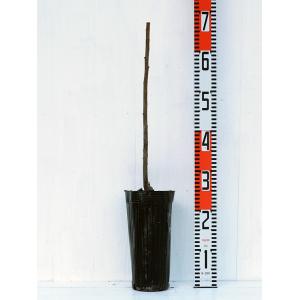 栗 苗木 【ぽろたん [登録品種]】 1年生 ...の詳細画像1