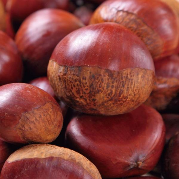 栗 苗木 【極早生大丹波 （ごくわせおおたんば）】 1年生 接ぎ木 ポット苗