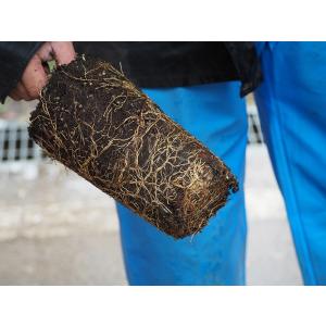 ■優良2年生大苗■ 山椒 苗 【スーパーストロング トゲなし実サンショウ 朝倉山椒 （あさくらさんし...