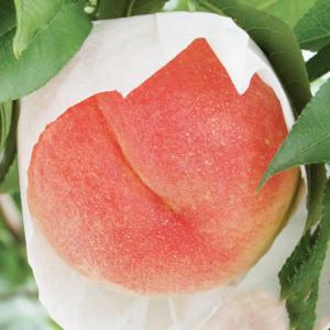 桃 苗木 清水白桃 3年生接木1m大苗 産地で剪定済 1.0m苗 : 苗木部 花