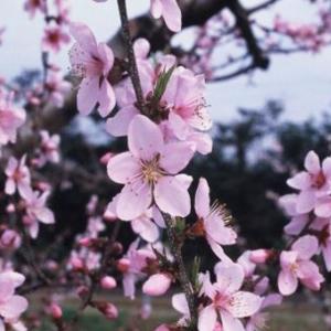 ■優良2年生大苗■ 桃 苗木 【なつおとめ】 ...の詳細画像1