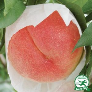 花桃 苗【ひなのたき ［登録品種］】 3年生 接ぎ木 約1.3m 大苗 : 苗木