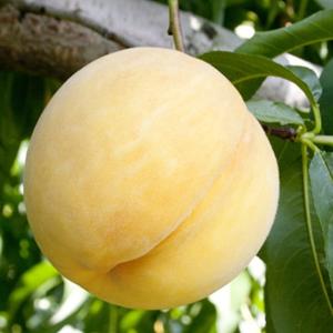 桃 苗木 ひめこなつ 1年生接木苗 登録品種・品種登録 : 苗木部 花