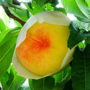 桃 苗木 【紅清水白桃（べにしみずはくとう）】 1年生 接ぎ木 ポット苗