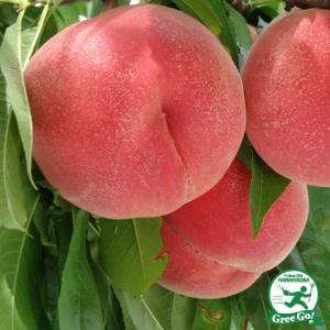 果樹苗 ホワイトサポテ ルーク 1株 : 花と緑 国華園 - 通販 - Yahoo