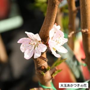 桃 苗木 【大玉あかつき】 3年生 接ぎ木 約...の詳細画像1