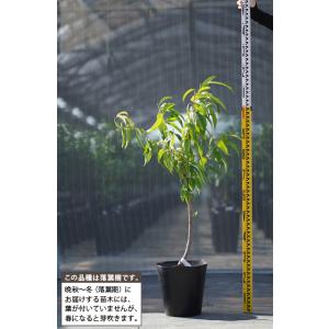 桃 苗木 【蟠桃 (ばんとう)】 3年生 接ぎ...の詳細画像1