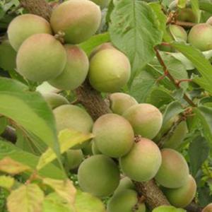 梅 苗木 【紅さし （べにさし 紅映）】 3年生 接ぎ木 約1.3m 大苗