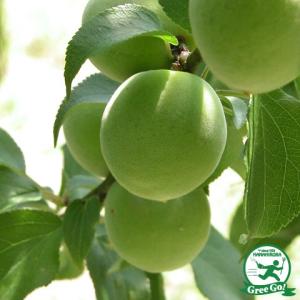 ◆送料無料◆ 梅 苗木 【青軸（あおじく）】 1年生 接ぎ木 ポット苗 （ニーム小袋付き） ※北海道・沖縄は送料無料適用外です。