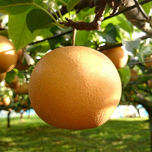 梨 苗木 【あきづき ［登録品種］】 1年生 接ぎ木 ポット苗