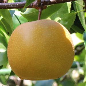 梨 苗木 【甘太 （かんた） ［登録品種］】 1年生 接ぎ木苗 : 苗木の