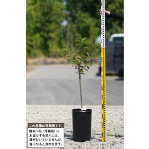 柿 苗木 【渋柿 富士柿 (ふじがき)】 3年...の詳細画像1